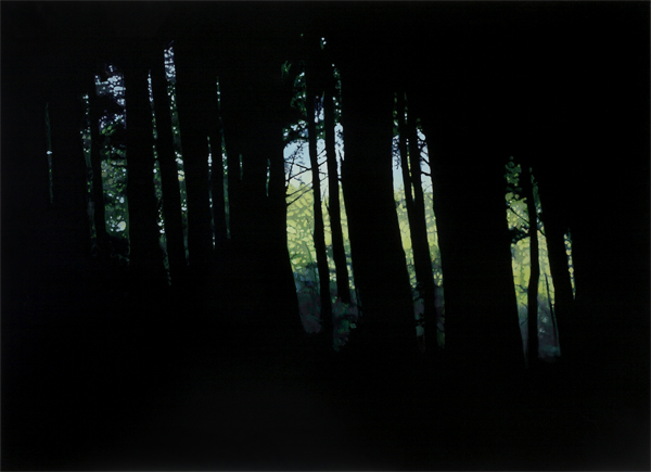 Picture of Dark Woods 