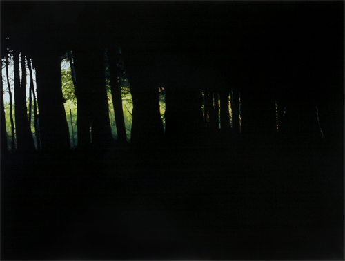 Picture of Dark Woods 2