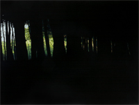 picture of dark woods