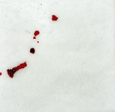 thumbnail of blood on snow pictures